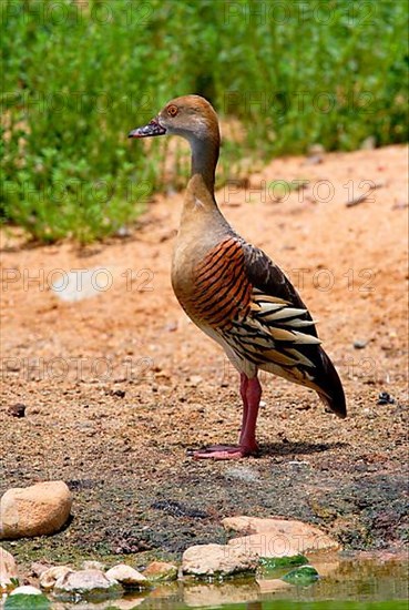 Plumed Whistling-duck