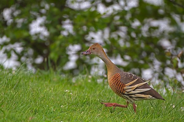 Plumed Whistling-duck