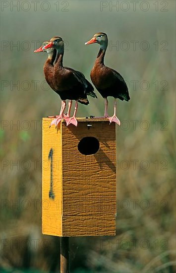 Autumn whistling duck