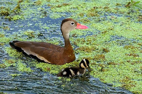 Autumn whistling duck