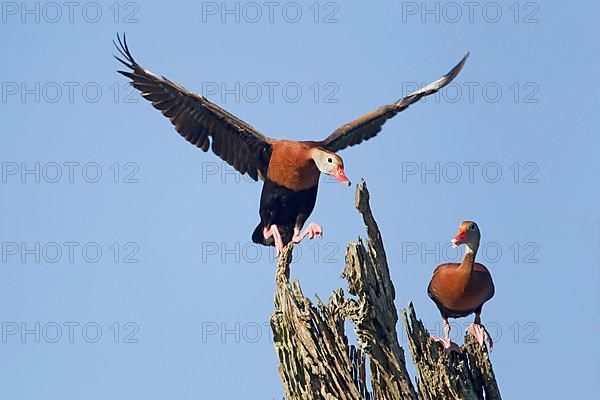 Autumn whistling duck