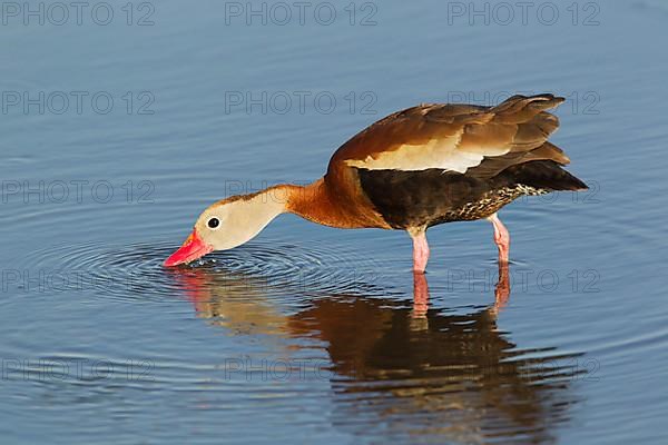 Autumn whistling duck