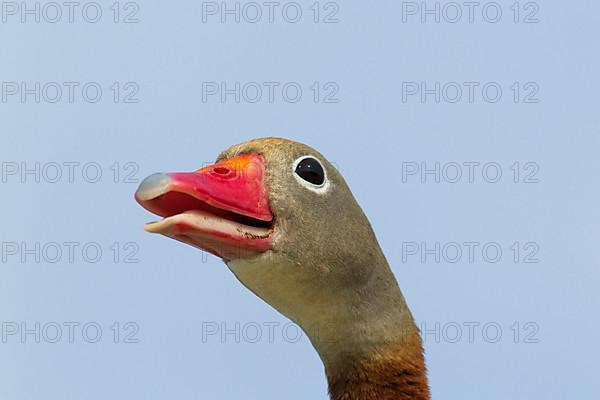 Autumn whistling duck