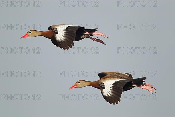 Autumn whistling duck