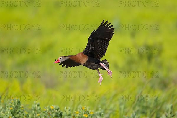 Autumn whistling duck