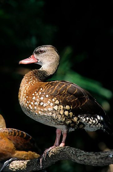 Spotted Whistling Duck