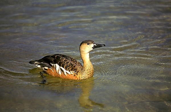 Wandering Whistling Duck