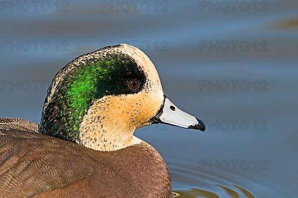 American Wigeon