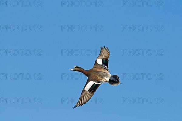 American Wigeon