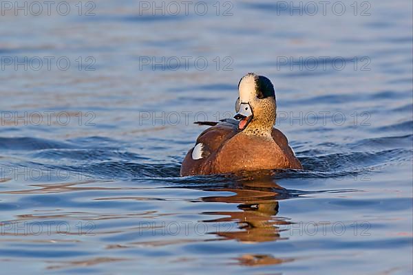 American Wigeon