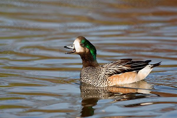 Chilean Wigeon