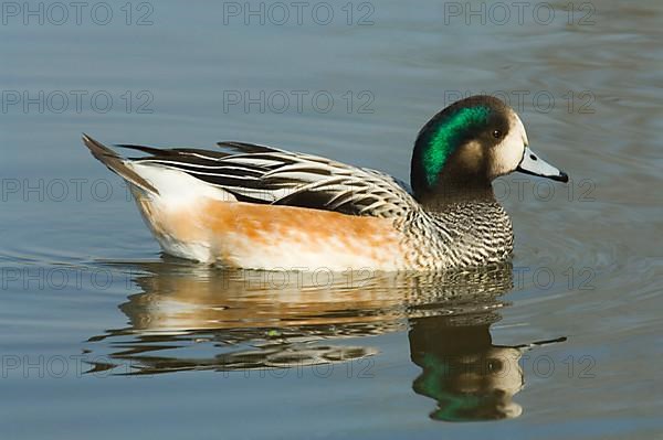 Chilean Wigeon