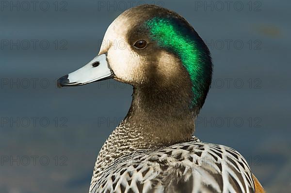 Chilean Wigeon