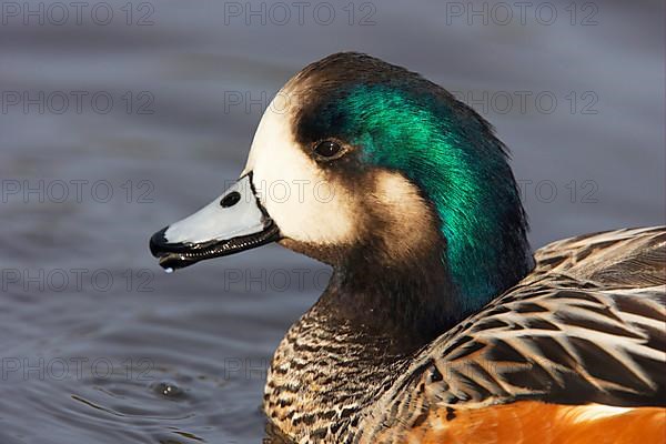 Chilean Wigeon