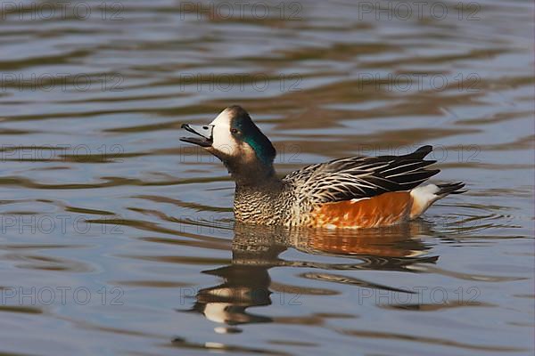 Chilean Wigeon