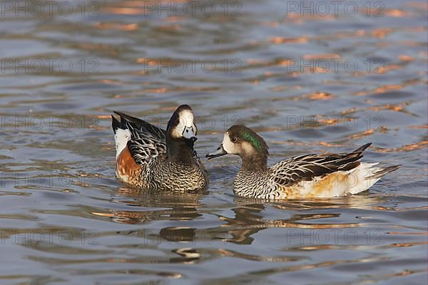 Chilean Wigeon