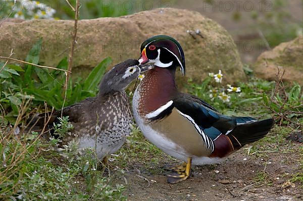 Wood Duck