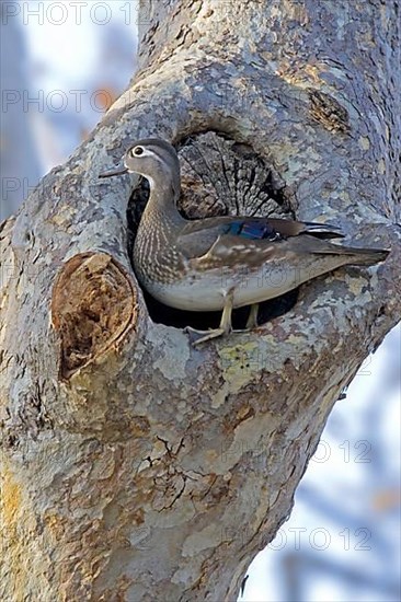 Wood Duck