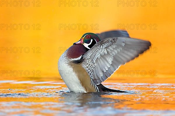 Wood Duck