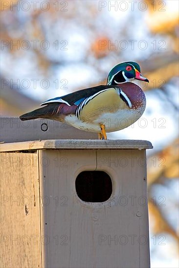 Wood Duck