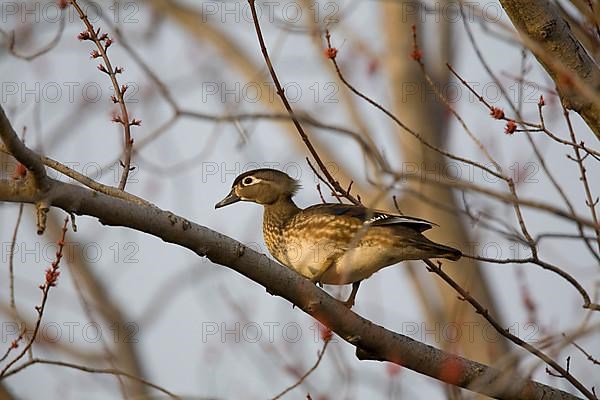 Wood Duck