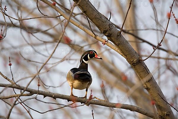 Wood Duck