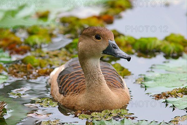 Lesser whistling duck