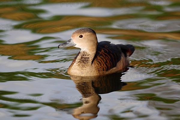 Lesser whistling duck