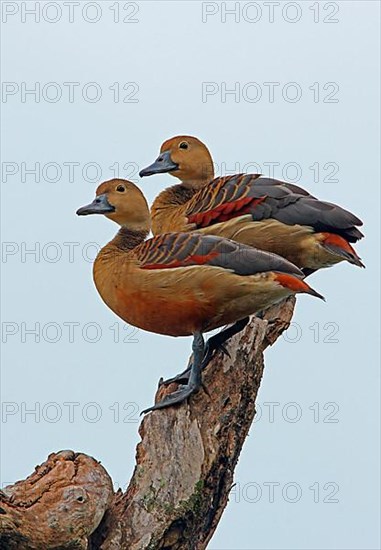 Lesser Whistling-duck