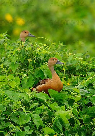 Lesser Whistling-duck