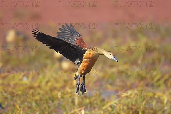 Lesser whistling duck