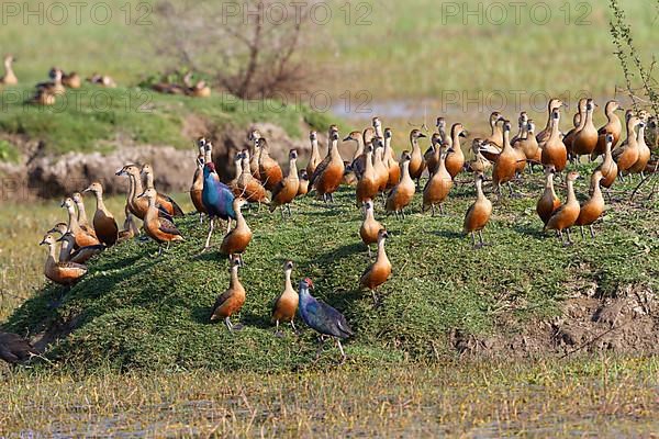 Flock of lesser whistling duck