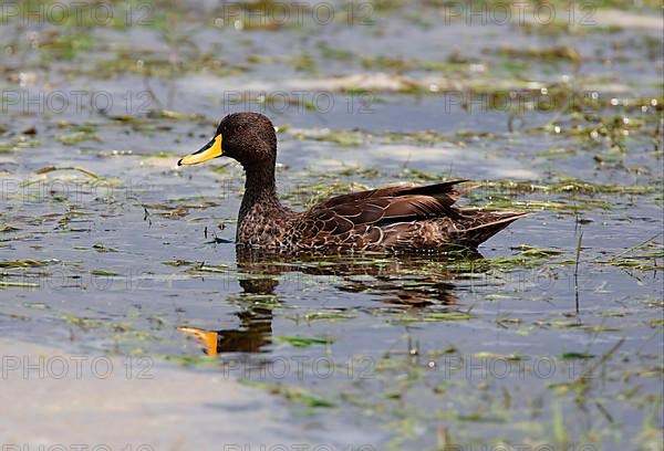 Yellow-billed Duck