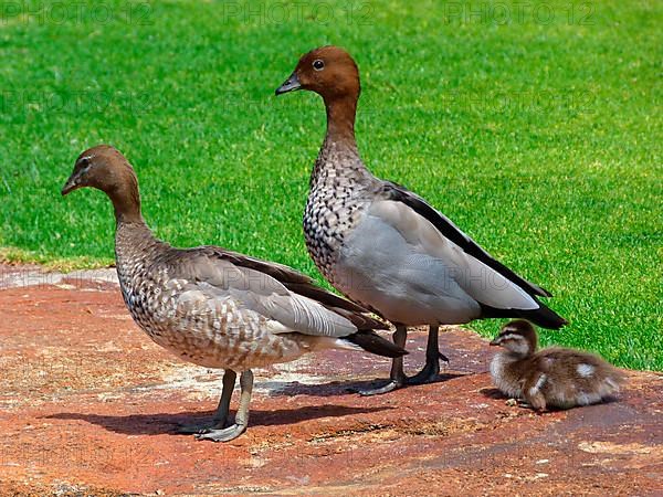 Maned Goose