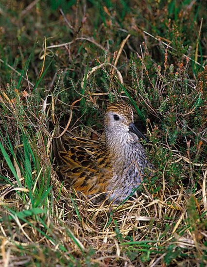 Dunlin