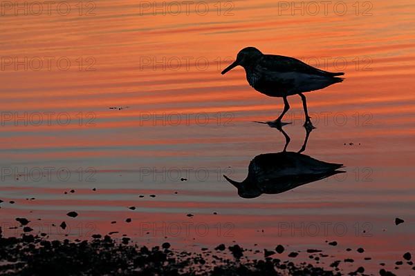 Dunlin