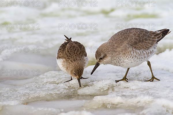 Dunlin