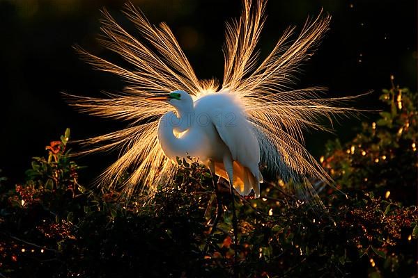 Adult great egret