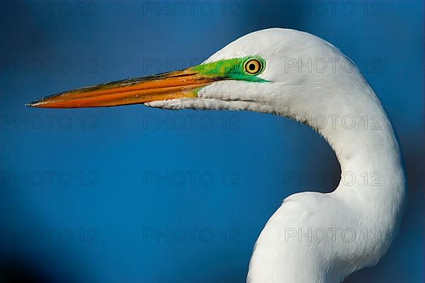 Great egret