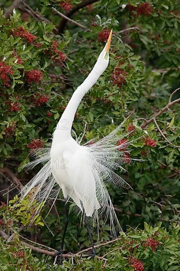 Great egret