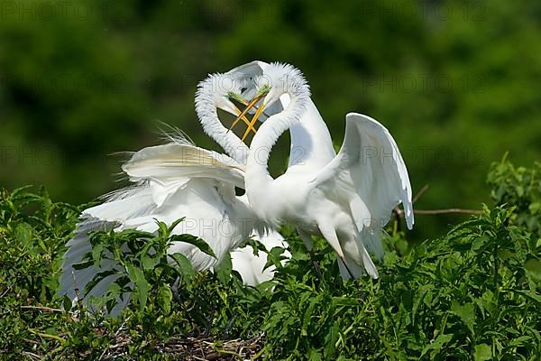 Great egret