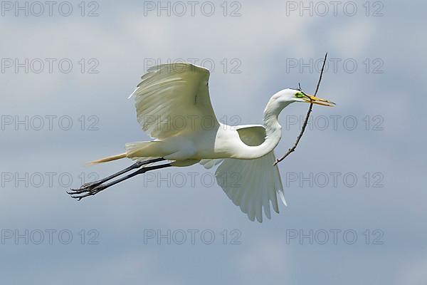 Great egret