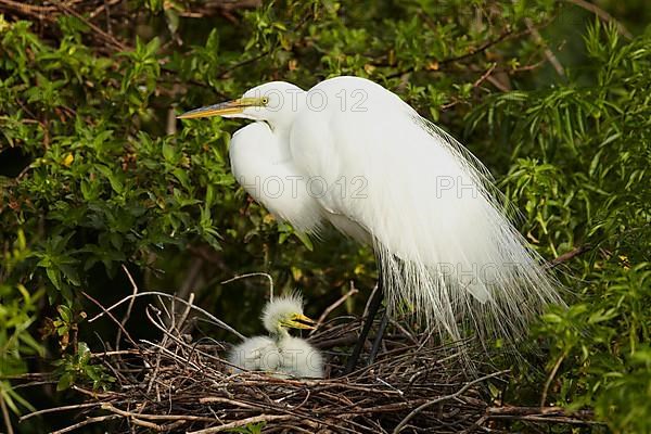 Great Egret