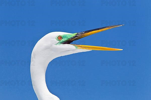 Great egret