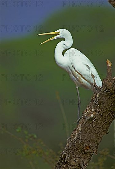 Great egret