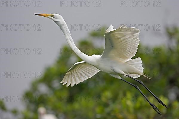 Great egret