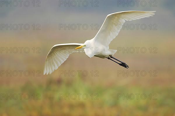 Great egret