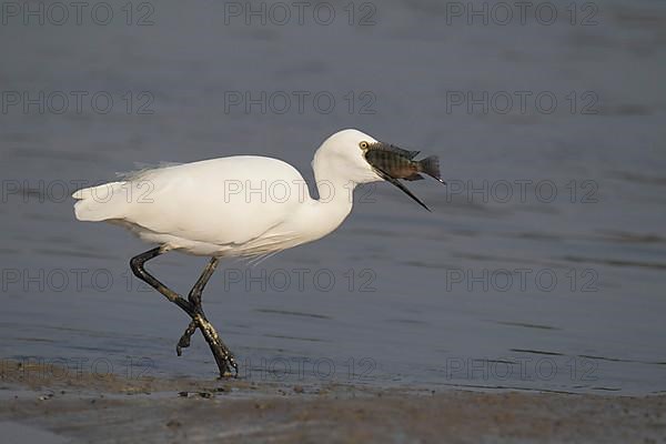 Little egret