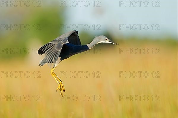 Slaty egret