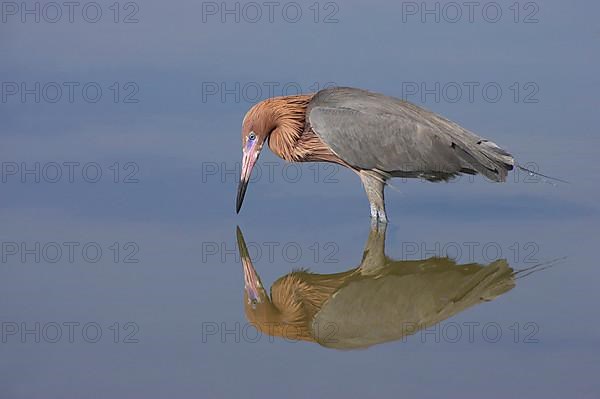 Reddish egret